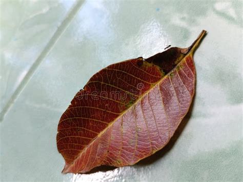 Dry leaves and black ants stock photo. Image of branch - 291568090