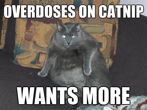 Hard Drugs Cat memes | quickmeme