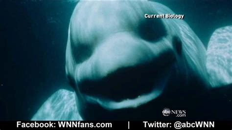 Beluga Whale Sounds Like a Human (With images) | Beluga whale, Whale, Beluga