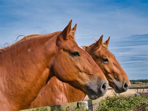 Suffolk Punch Horse Breed Profile - Appearance, History & Common Uses - Helpful Horse Hints