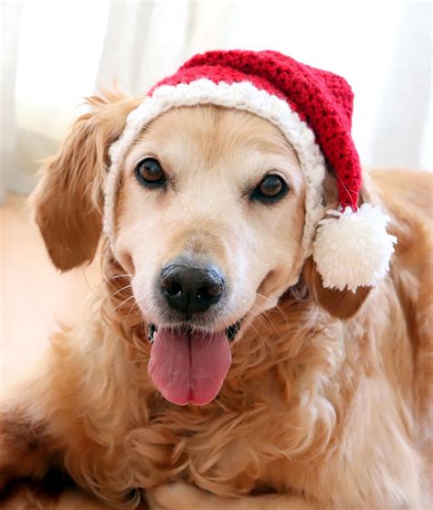 Santa Hat for Dogs, Dog Santa Hat, Holiday Dog Hat, Christmas Hat for Dogs, Large Breed Dog Hat ...