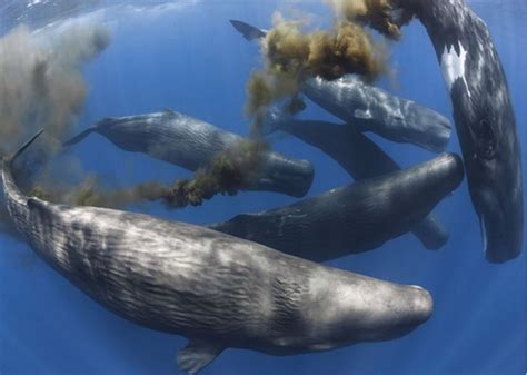 Whale poop may help fight climate change | Grist