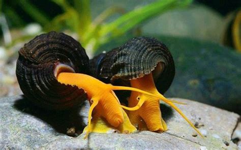 Beautiful Orange Volcano Snail - Goodjoseph LIVE Fish Store