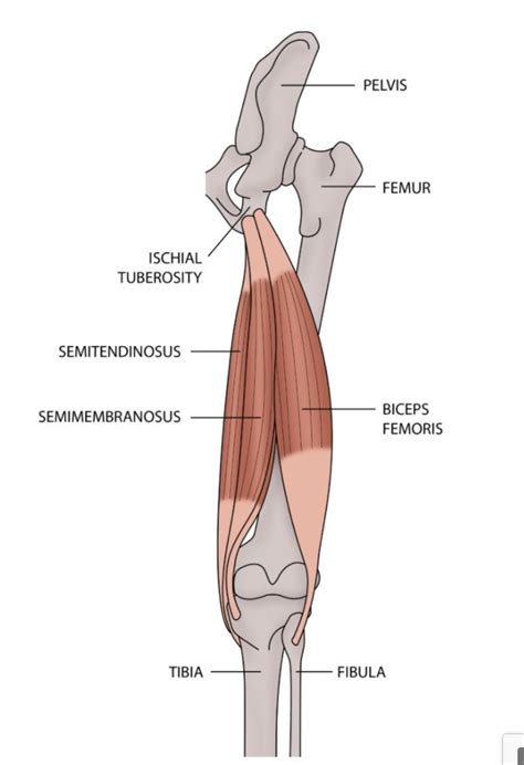 The basics of hamstring injuries – anatomy and prevention tips — Fit For Life