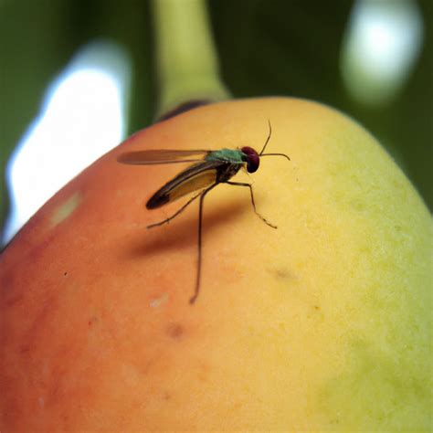 Key Rules to Get Rid of Fruit Fly in Mango: Symptoms, How to Treat, Management, Chemical, and ...