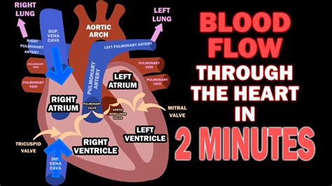 Blood Flow through the Heart in 2 MINUTES - YouTube