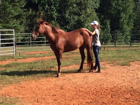 22310164_1510381989042495_43817973363244055_n.jpg | Mustang and Wild Horse Rescue of GA