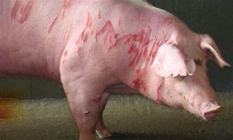 Skin problems in Pigs – Jaguza Farm Support