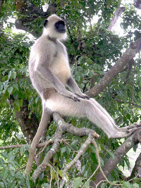 Hanuman Langur - Picture