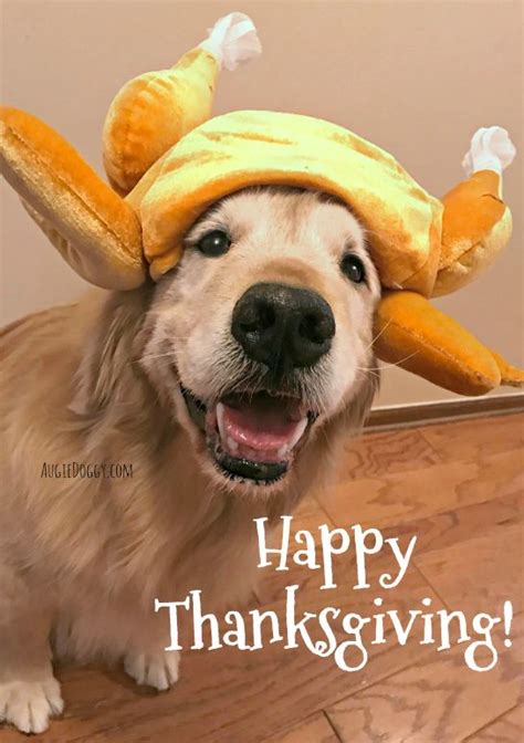 Happy Thanksgiving from Ti! #goldenRetriever | Dog thanksgiving, Dog ...