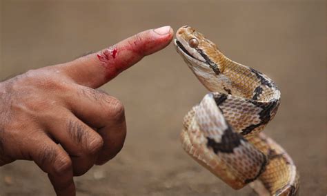 Russell's Viper Bite: Why it has Enough Venom to Kill 22 Humans & How to Treat It - A-Z Animals