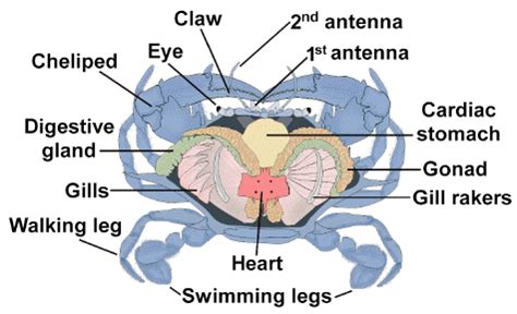 crab anatomy - Google Search | Anatomy, Crab, Blue crab