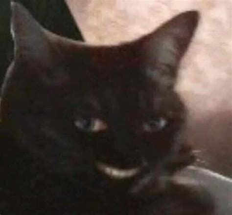 Cursed_smile : r/cursed_cats