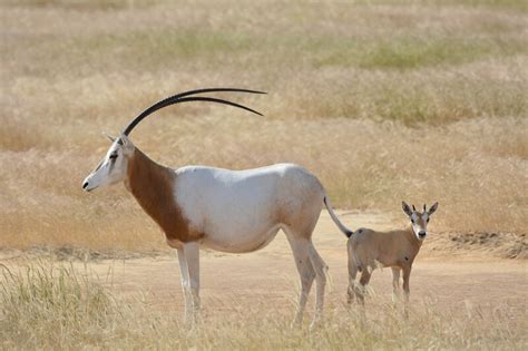 Scimitar Oryx - Facts, Diet, Habitat & Pictures on Animalia.bio