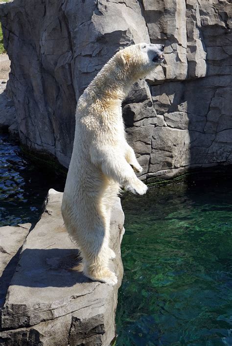 Polar-bear standing up by kikidi19 on DeviantArt