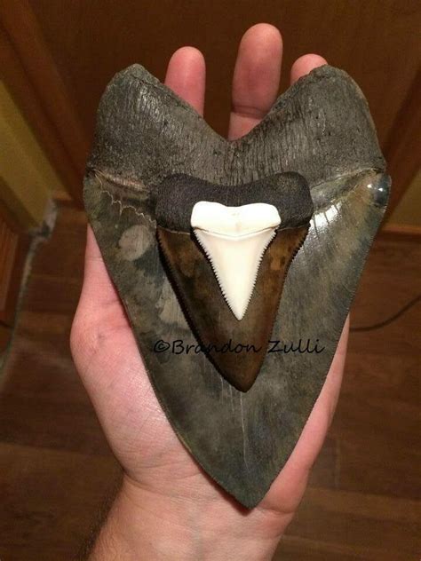 Megalodon Vs. Great White Tooth Size - FossilEra.com
