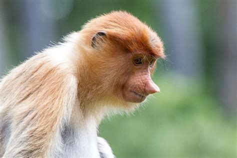 Proboscis Monkey, Nasalis larvatus - New England Primate Conservancy