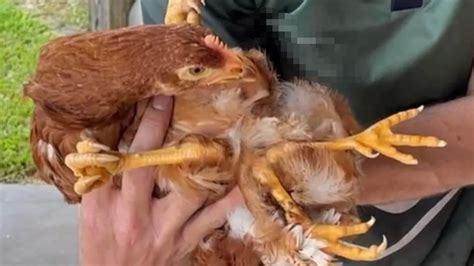 A chicken hatched on the Tablelands has polymelia, a rare genetic condition causing it to be ...