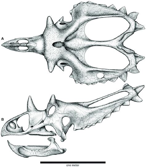 Skull reconstruction of Utahceratops gettyi n. gen. et n. sp. In dorsal... | Download Scientific ...