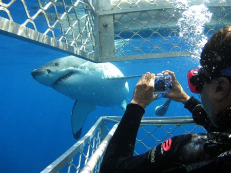 The Life of a Shark: Cage Diving Stirs Controversy