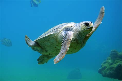 Free Images : water, ocean, animal, wildlife, underwater, environment ...