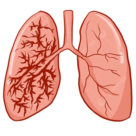 One Of The Five Internal Organs Png Vector Psd And Clipart With | Porn Sex Picture