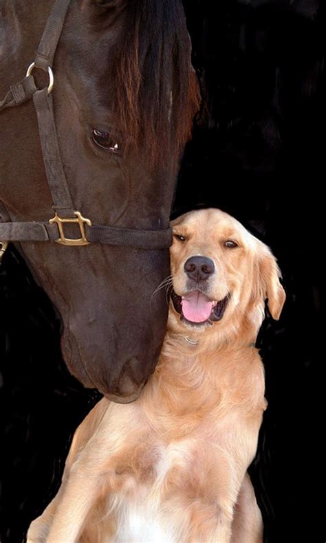 Top 10 Dogs And Horses: Friends For Life!