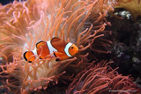 Anemones and Clownfish Symbiosis - DOES GOD EXIST? TODAY