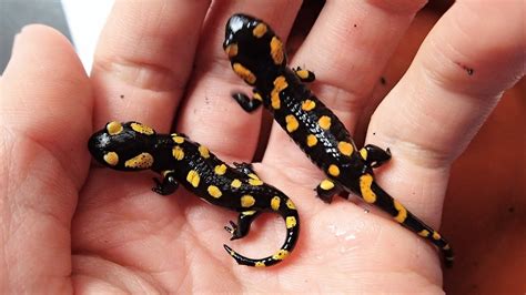 What To Feed Baby Fire Salamanders