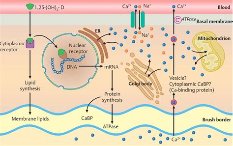 Calcium Metabolism - Physiology - An Illustrated Review