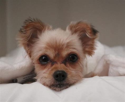 Climatesense: White Shih Tzu Yorkie Puppies