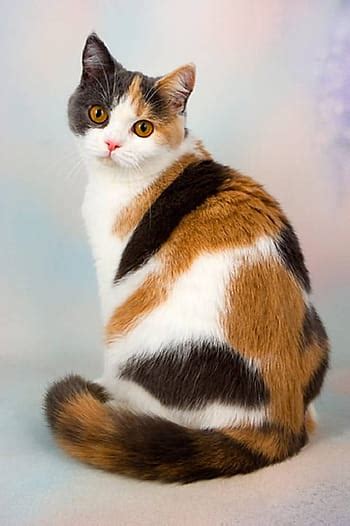 Calico Cat posted by Ethan Tremblay HD wallpaper | Pxfuel