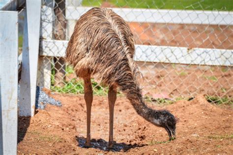 Easy Guide to Feeding Your Pet Emu - The Hip Chick