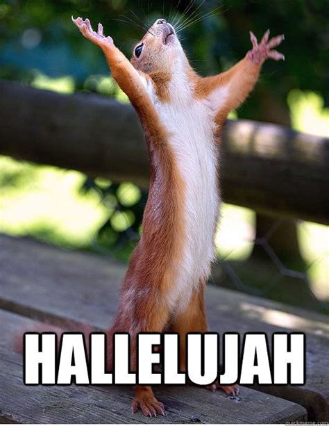 HALLELUJAH | Happy squirrel, Cute animals, Funny animals