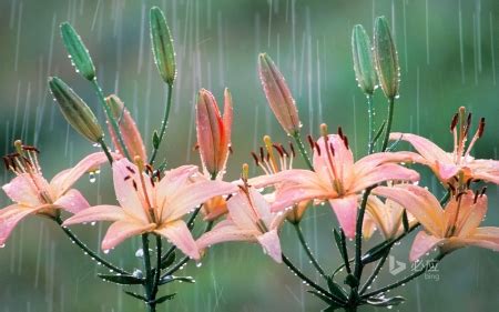 A Rainy Day - Flowers & Nature Background Wallpapers on Desktop Nexus ...