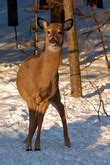 BioKIDS - Kids' Inquiry of Diverse Species, Odocoileus virginianus, white-tailed deer: INFORMATION