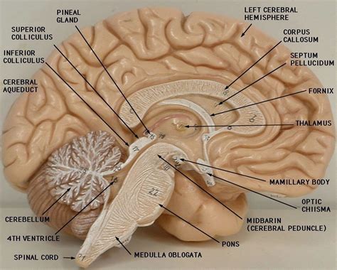 Brain Model Labeled