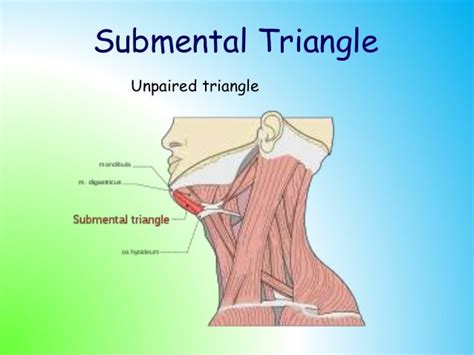 Triangles of the neck