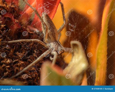 Wolf spider stock image. Image of hairy, hungary, close - 37508105