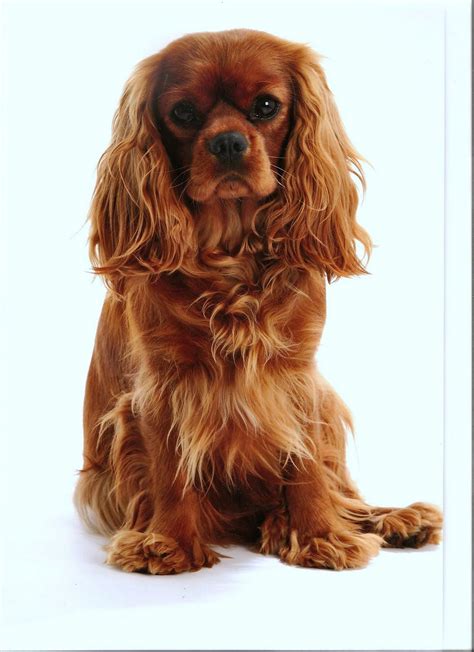 Cavalier King Charles Spaniel #3 Ruby Note Cards | ubicaciondepersonas ...