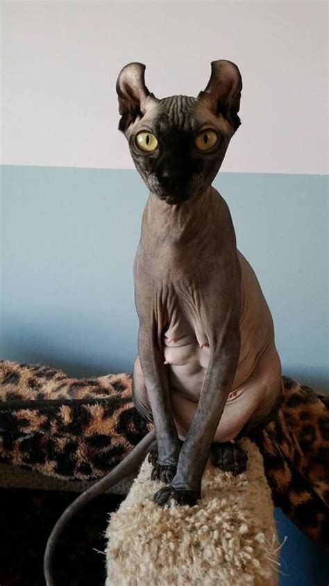 Elf Cat Hairless Cat Breeds - Pets Lovers