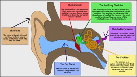 Paediatric Audiovestibular Medicine Service (Hearing) - Manchester ...