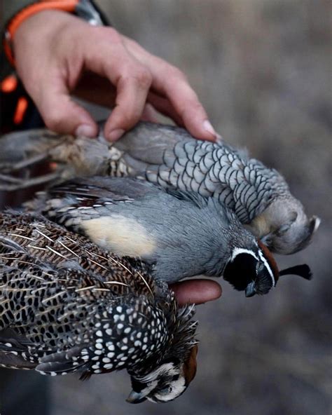 Arizona Gambel's, Mearns, and Scaled Quail Hunting