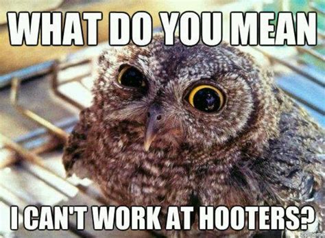 Adorably Sinister Owl Memes Beat Cat Memes Any Day