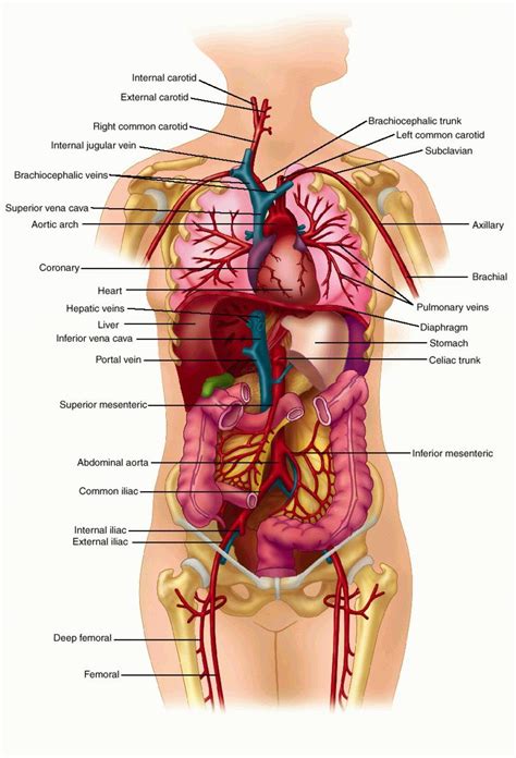 Anatomy Of Human Body Organs - List Of Organs Of The Human Body | Bodieswasune