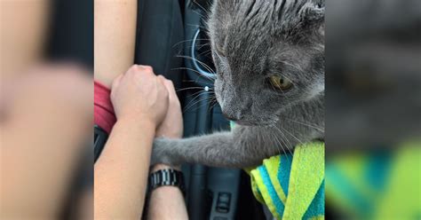 Dying Cat Comforts Heartbroken Owners On Final Trip To The Vet