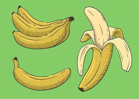 Premium Vector | Banana handrawn illustration vector in engrave style