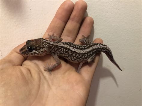 For Sale Pictus gecko morphs - FaunaClassifieds