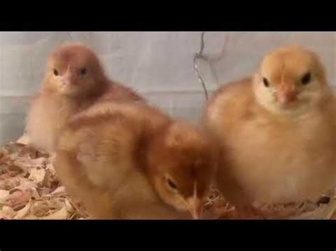 Russian Orloff chicken hatcheries and breeders — The Featherbrain