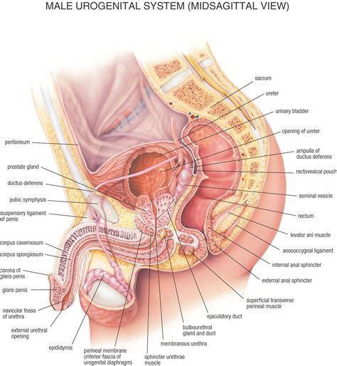 Anatomy Of Male Urogenital System Human Male And Female Reproductive ...